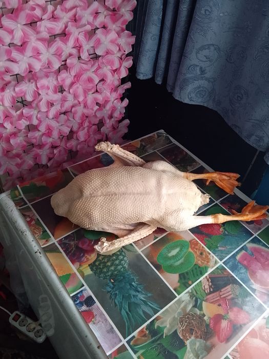 Продам гусей в количестве пяти тушек