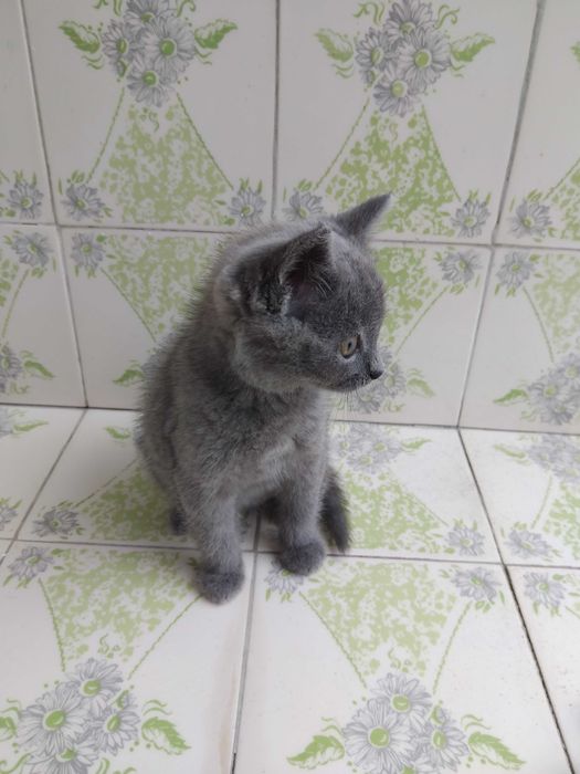 Малко сиво котенце