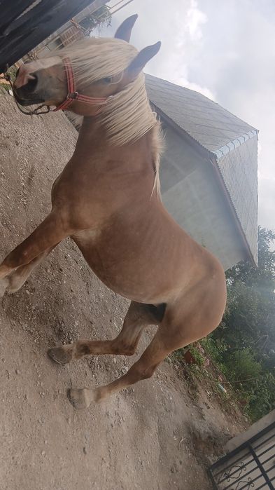 Vând iapă de 7 ani