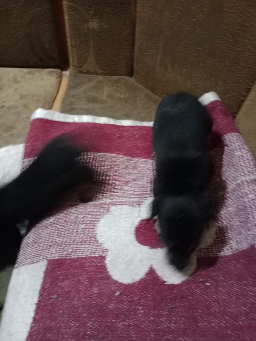 Щенки пинчера месячные