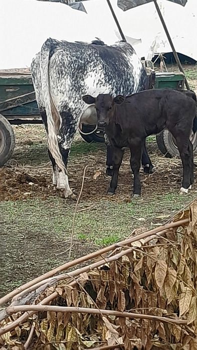 De vânzare juninca  la prima  fatare cu vitea de o lună