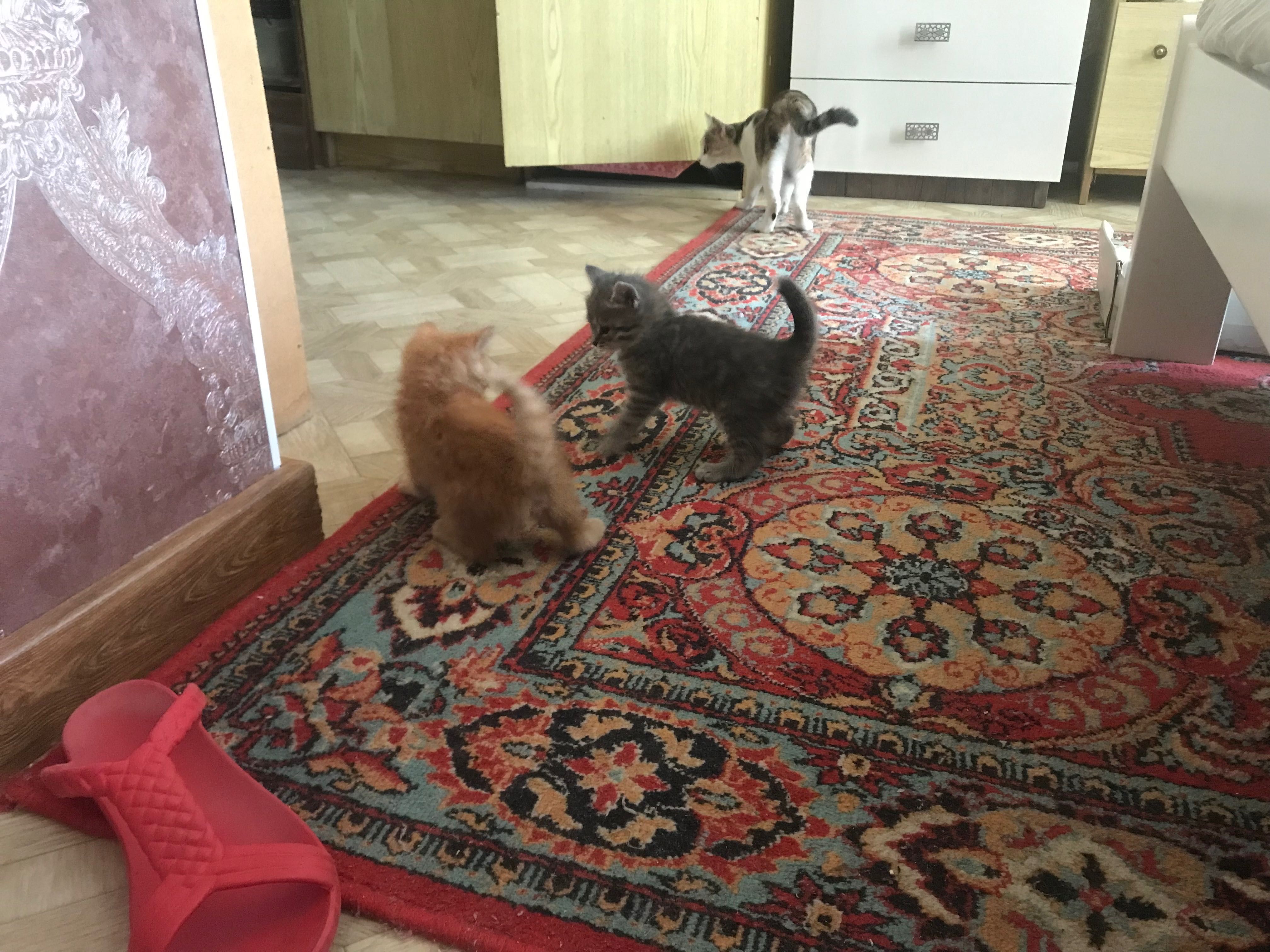 Милые котята ищут своих любящих хозяев