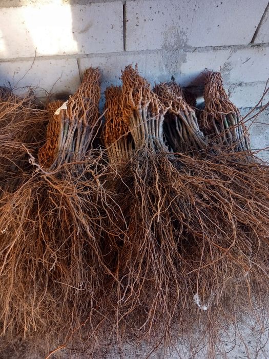 Vindem butasi vita de vie altoita