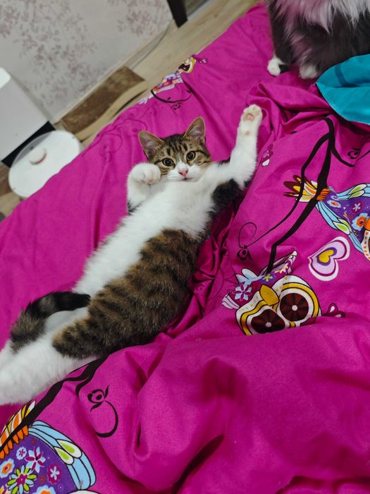 Подарявям коте на 4 месеца