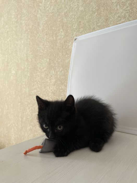 Котенок в добрые, заботливые руки