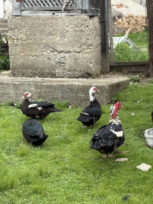 Vand Rate/ Ratoi Lesesti