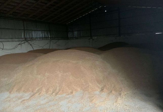 Оптовая продажа зерна пшеница ячмень овес отруби грануи