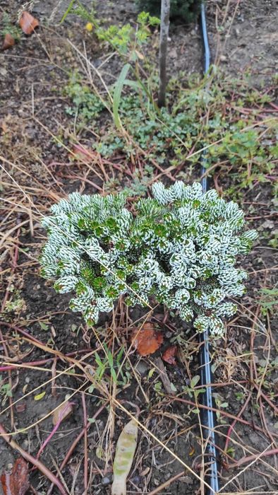 Plante ornamentale deosebite, altoite, de colectie.