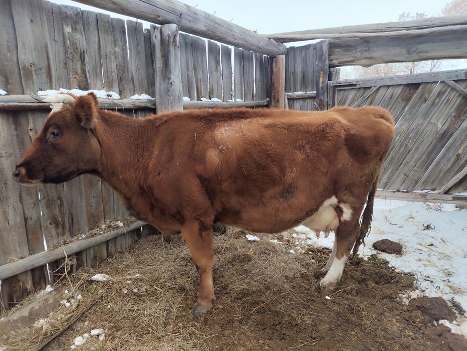 Симменталь молочная