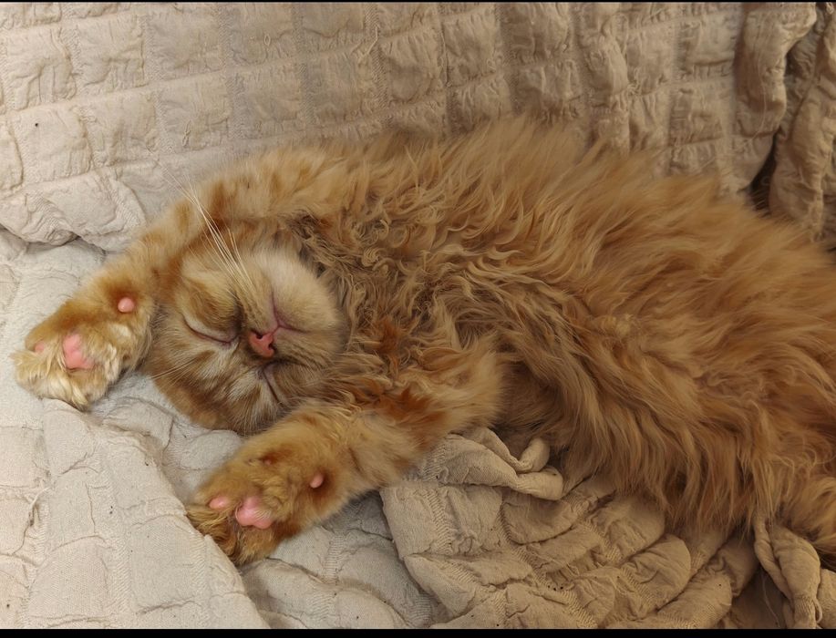 Породисти персийски котета