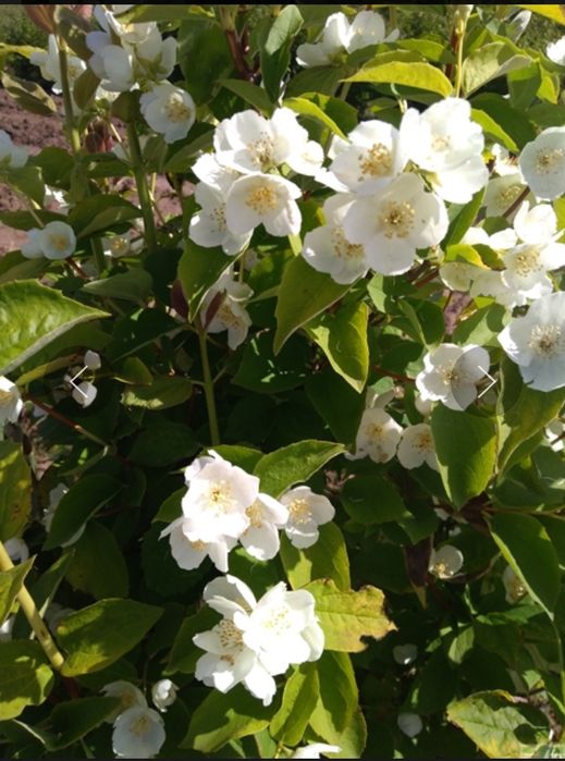 Жасмин (чубушник) саженцы