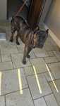 Donez cane corso