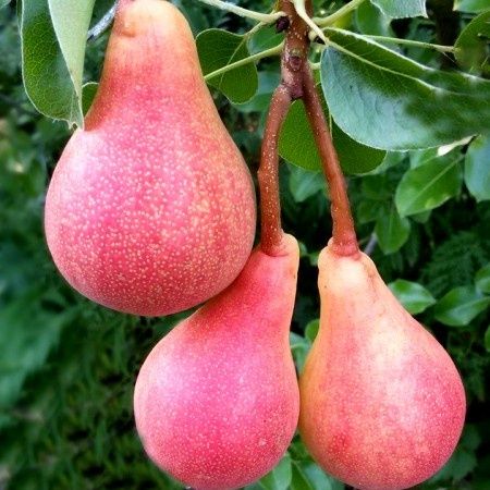 Par (Soiul Mirandino Rosso )