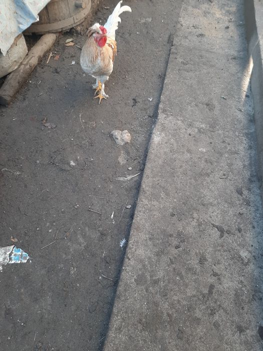 Rate ,Gâște , Cocoși, Iepuri diferite varste si culori