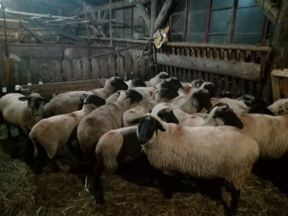 Vând 10 cârlani și 20 de oi