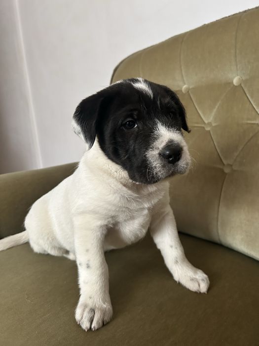 Pui caine mix Shar Pei