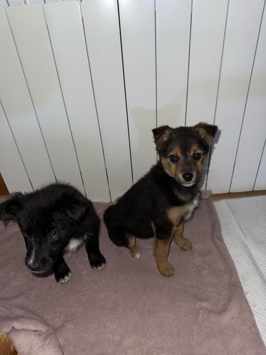 Donez pui de catel/ catelusi