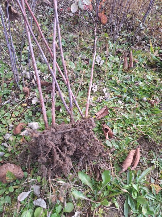 Butasi de mur THORNFREE  si zmeura.