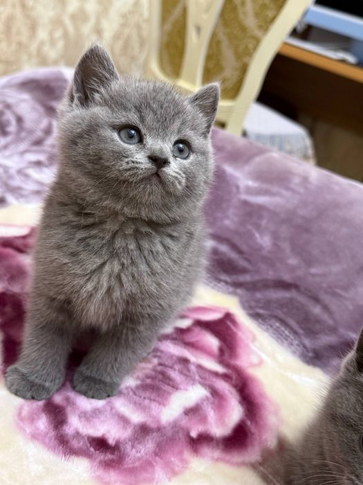 Скоттиш страйт девочка почти 2месяца