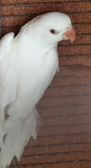 Papagal Micul Alexandru si Rosella