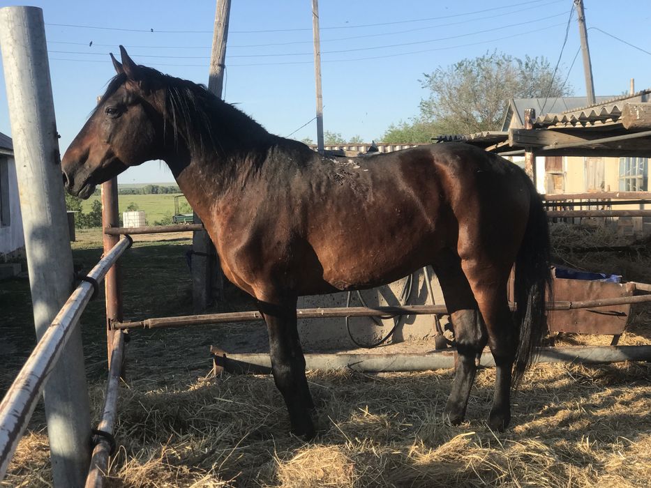 Продам жеребца на племя породистый на иноходи обучен под седло и упряж