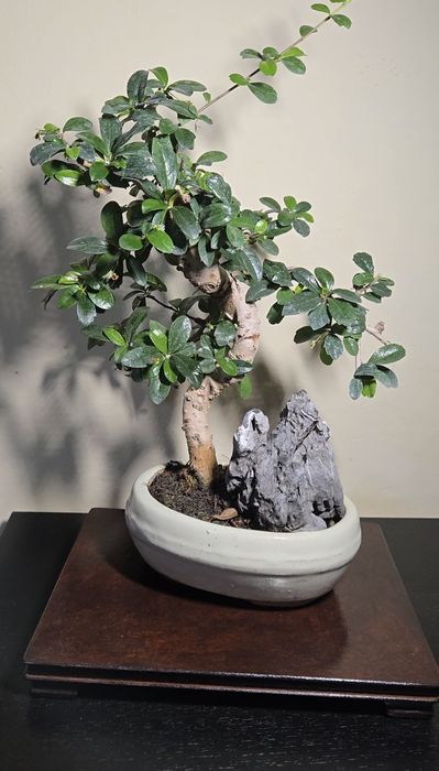 Bonsai Carmona in ghiveci ceramic.