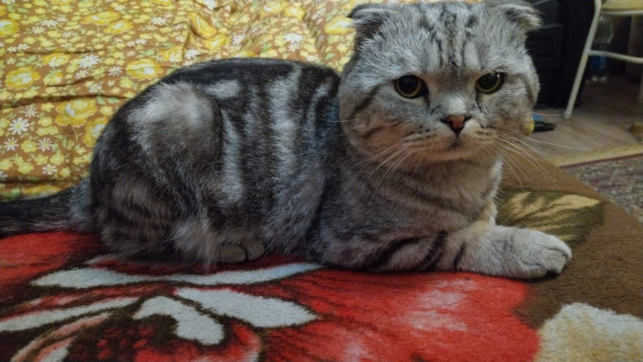 Найден вислоухий кот