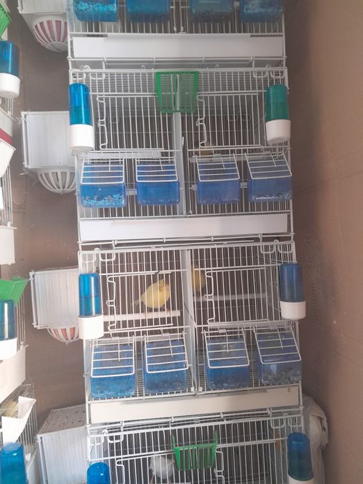 Vinzare canari de cintec