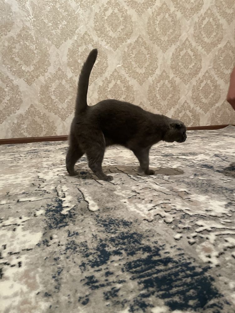 Mushuk scottish fold pasporti bor skottish fold