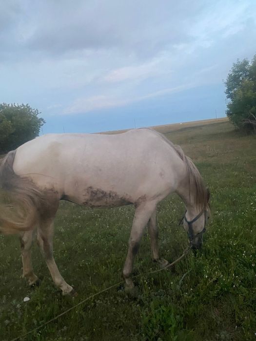 Продаеться лошадь