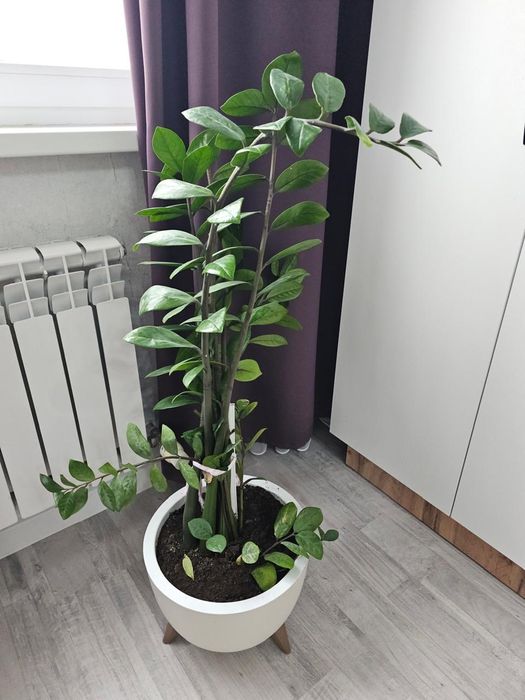 Продам цветок  в горшке