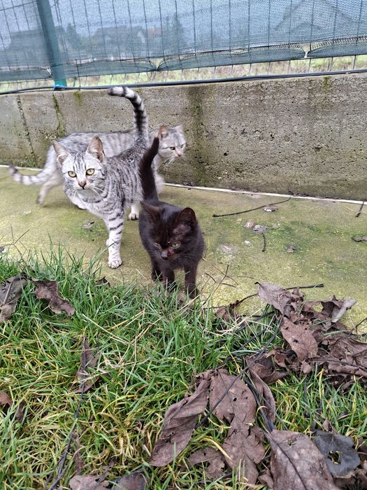 Donez pisici mici si mari, motani si femele