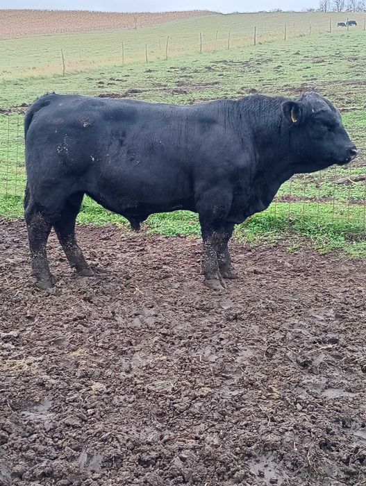 Vând tauri angus pentru reproducție