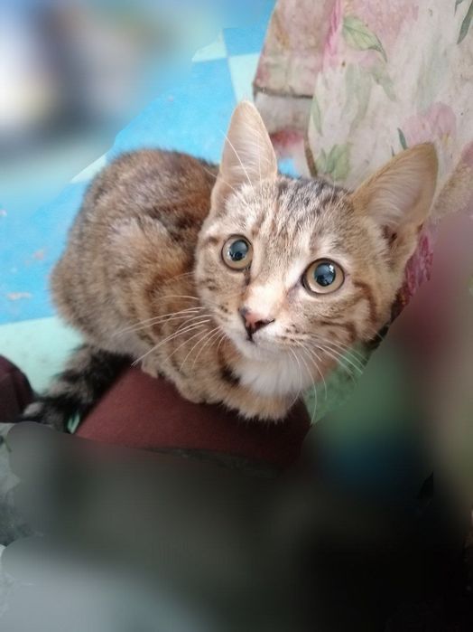 Отдам котят мышеловов