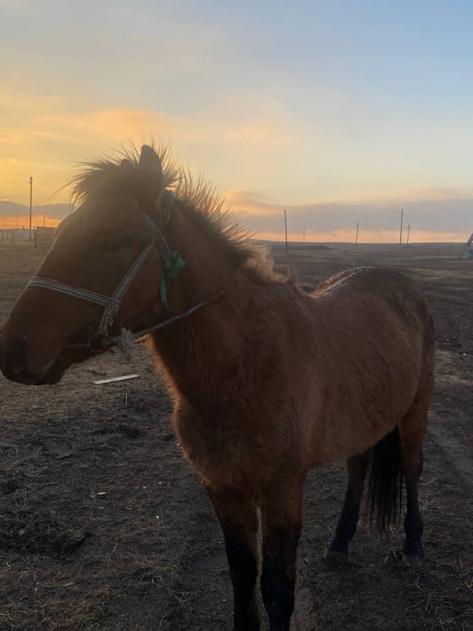 Продаётся лошадь