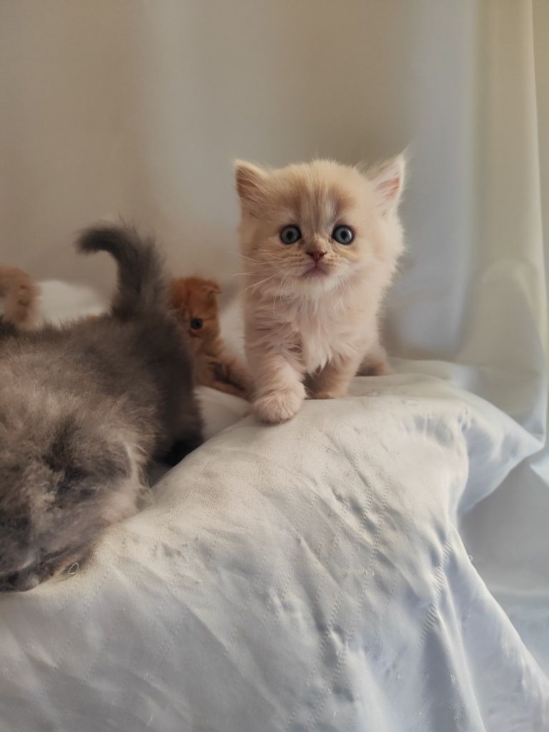 Продаются котята