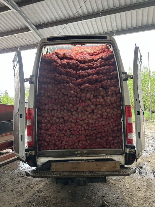 cartofi roșii și albi