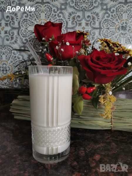 КЕФИР  тибетски кефирни зърна