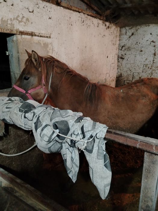 Жылкы семыз лошадь