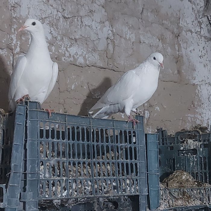 Бели Иран гатовый лет с игрой