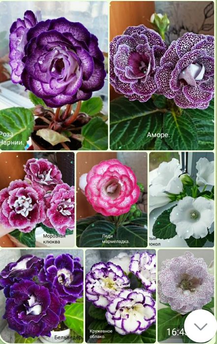 Укоренные листочки глоксиний.