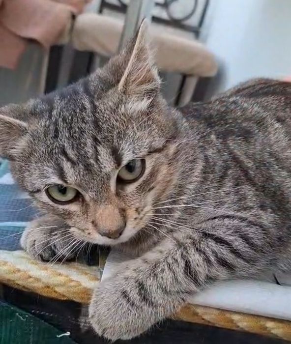 Pisica pentru adoptie.