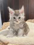 Baietel Maine Coon PEDIGREE
