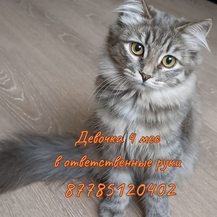 Кошечку в самые добрые ответственные руки