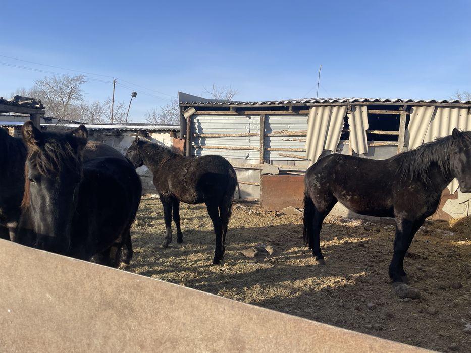 Продам согым железинский