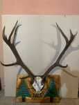 Coarne de cerb prinse pe panoplie