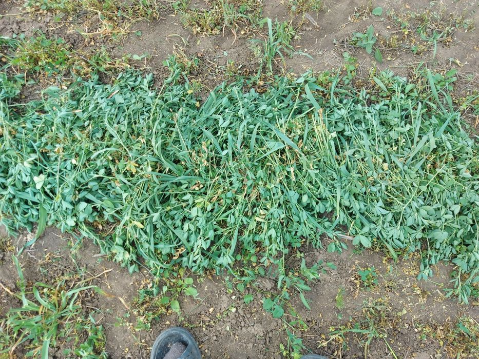 Vand baloti de lucerna