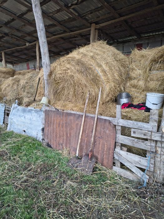 Vând baloți prima coasă