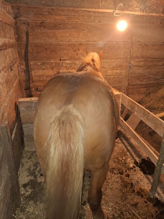 Vând sau schimb mânz armăsar de un an și 4 luni cuminte