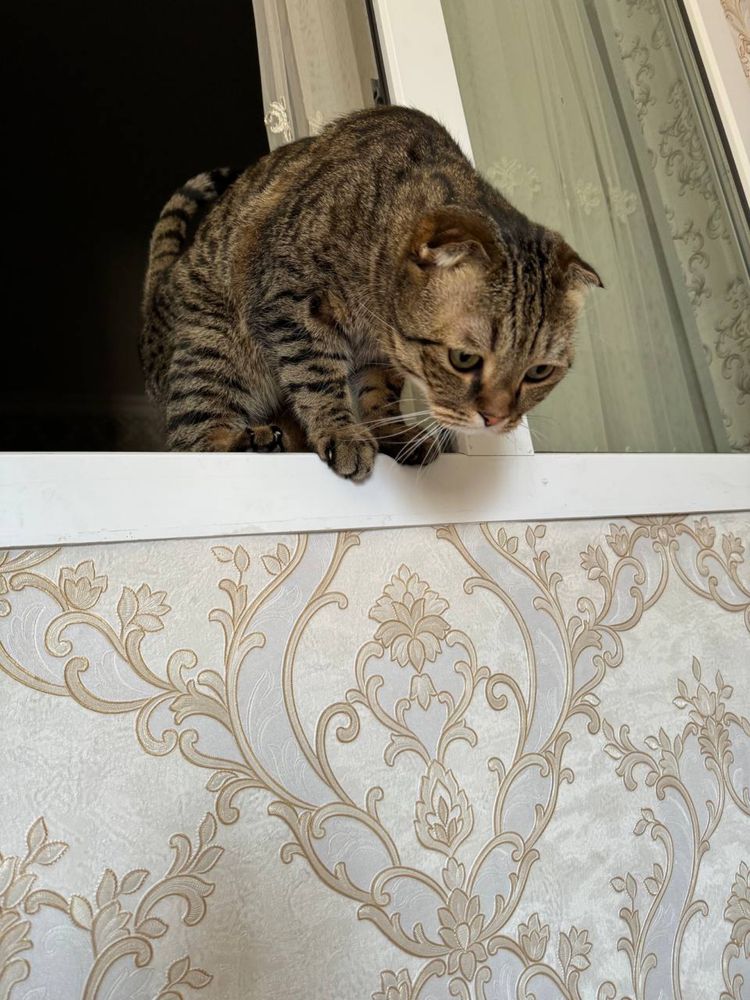 Отдам домашнего породистого кота в хорошие руки!!